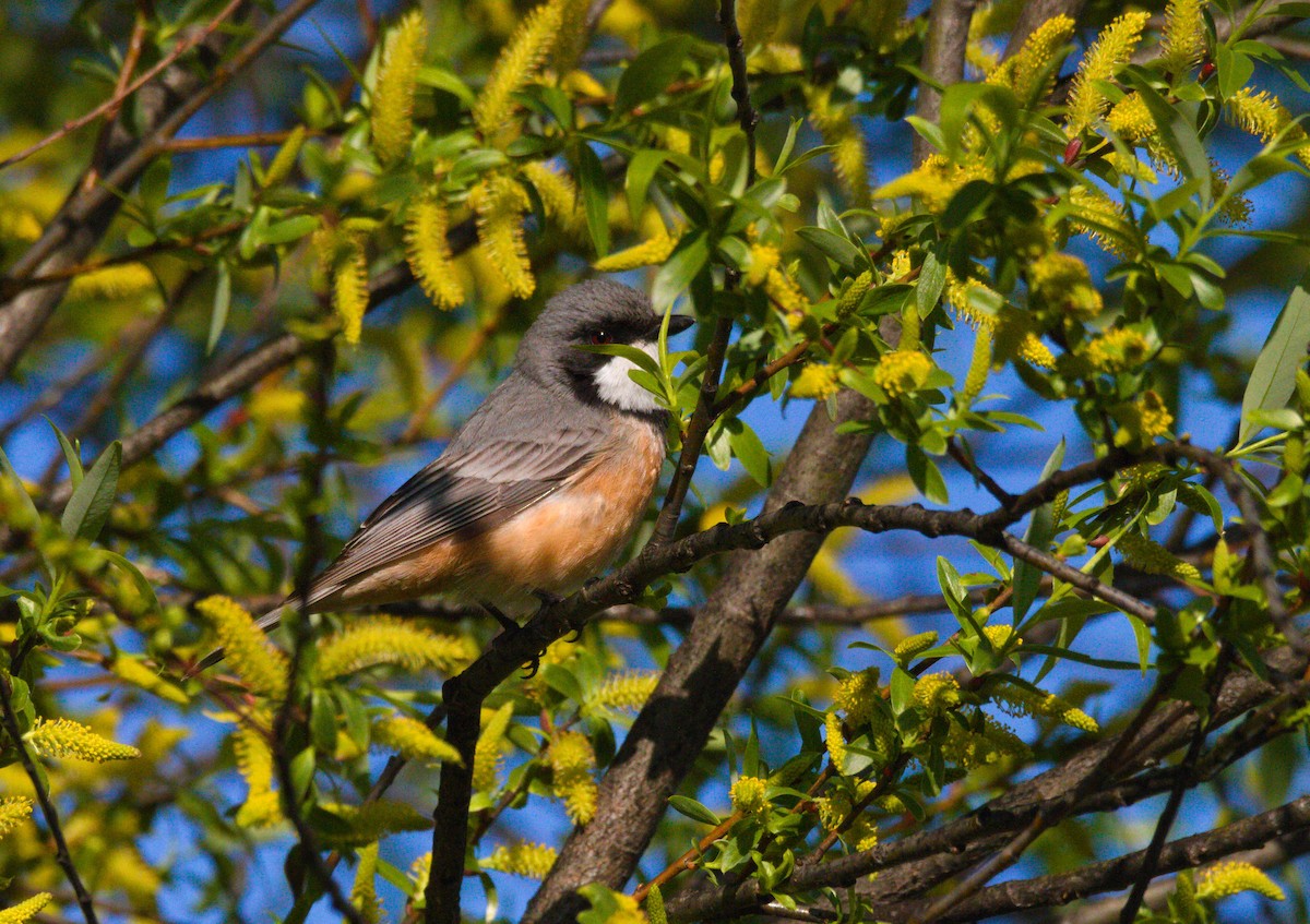 Rufous Whistler - ML623777153