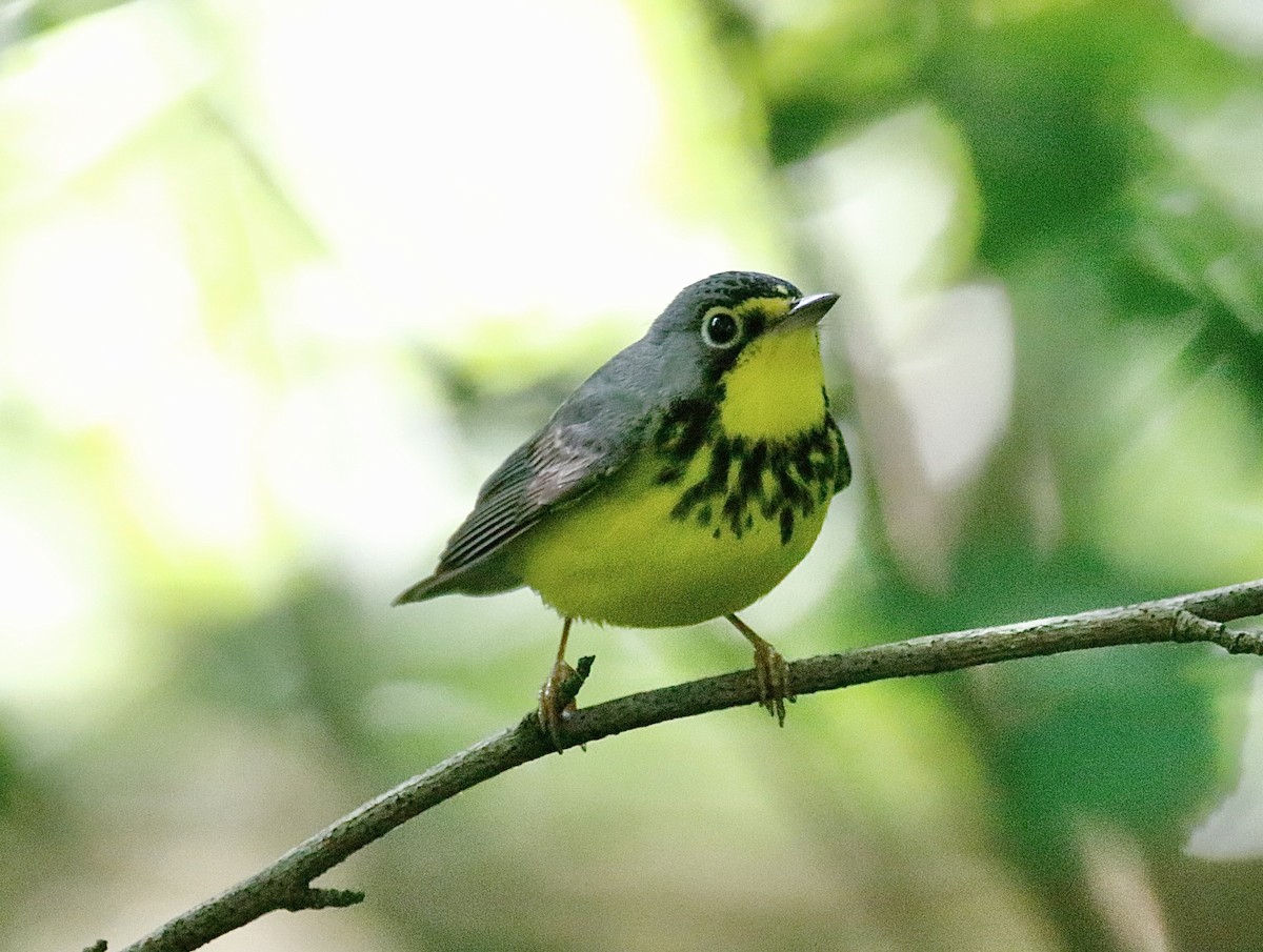 Canada Warbler - ML623777160