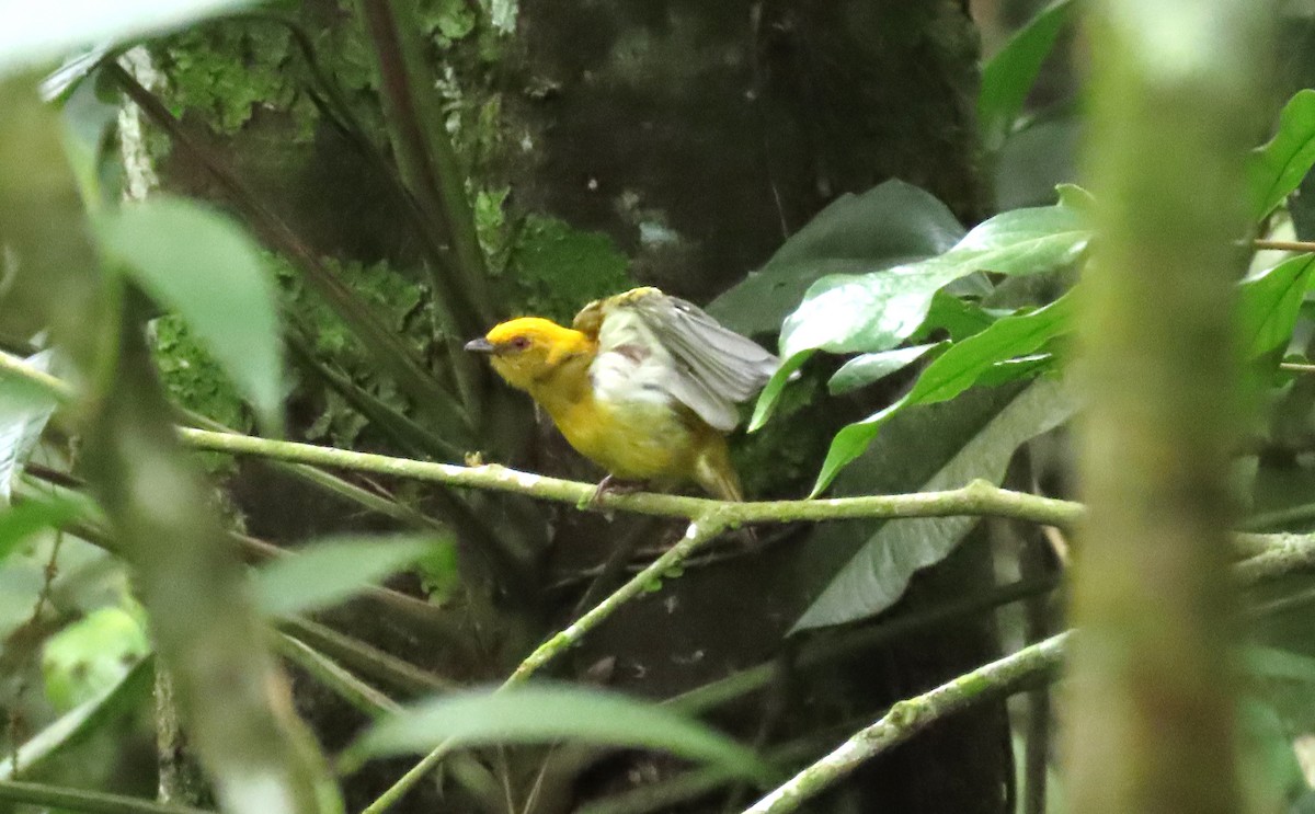 Yellow-headed Manakin - ML623777165