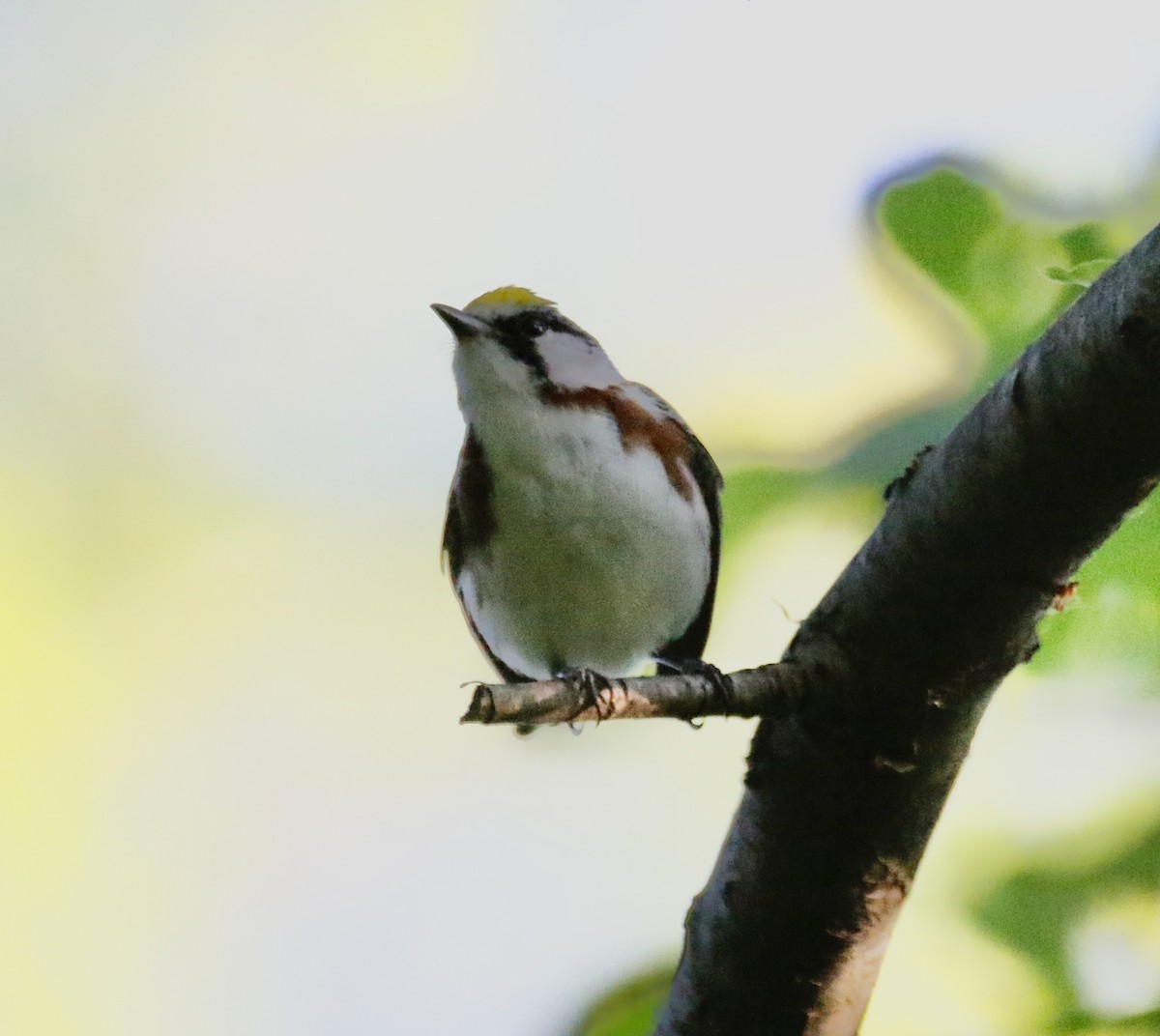 Chestnut-sided Warbler - ML623777167