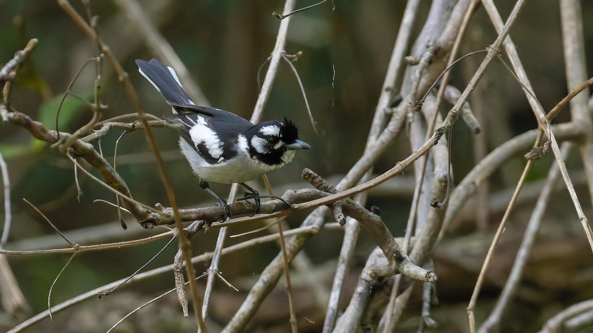 White-eared Monarch - ML623777175