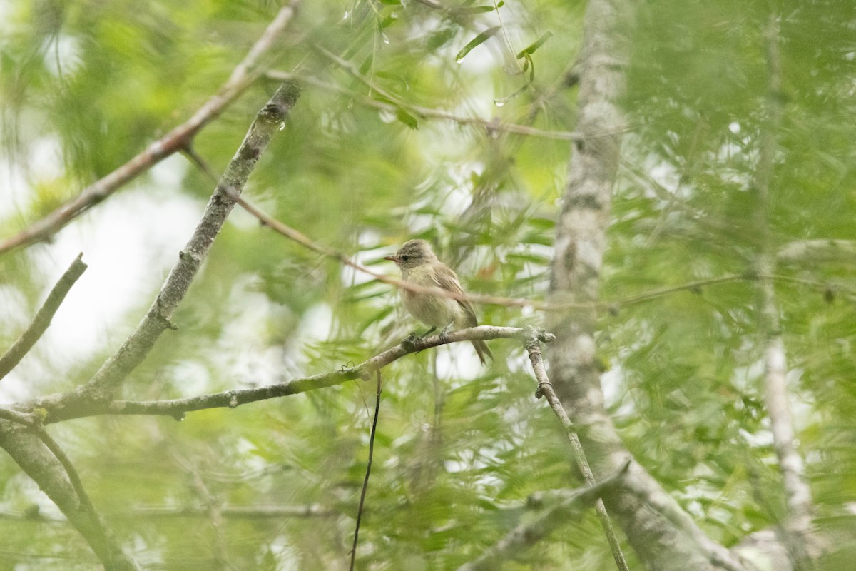 Northern Beardless-Tyrannulet - ML623777196