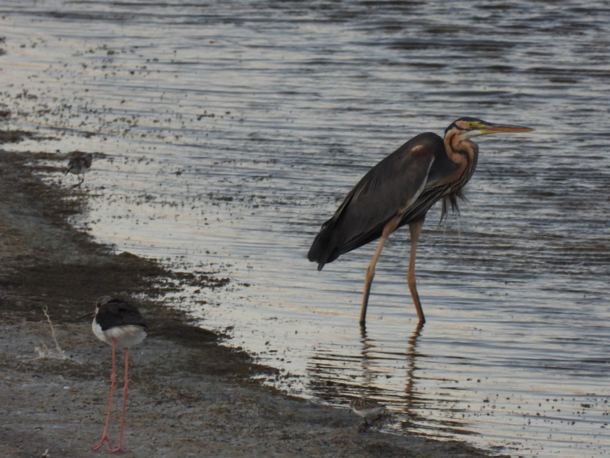 Purple Heron - ML623777210