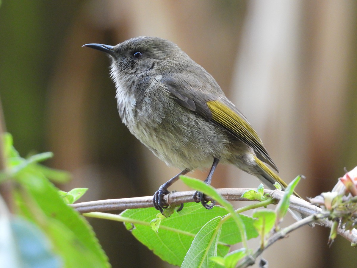 Crescent Honeyeater - ML623777214