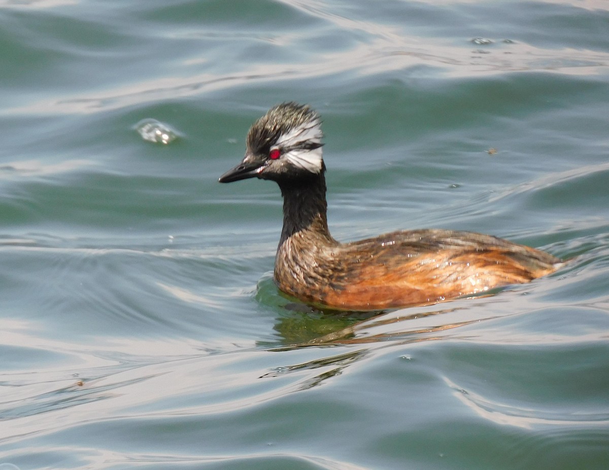 White-tufted Grebe - Luis Manuel Gómez