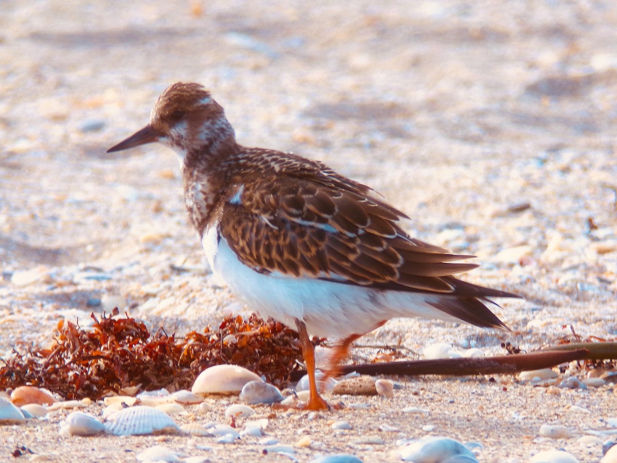 Ruddy Turnstone - Vojtěch Zmeškal