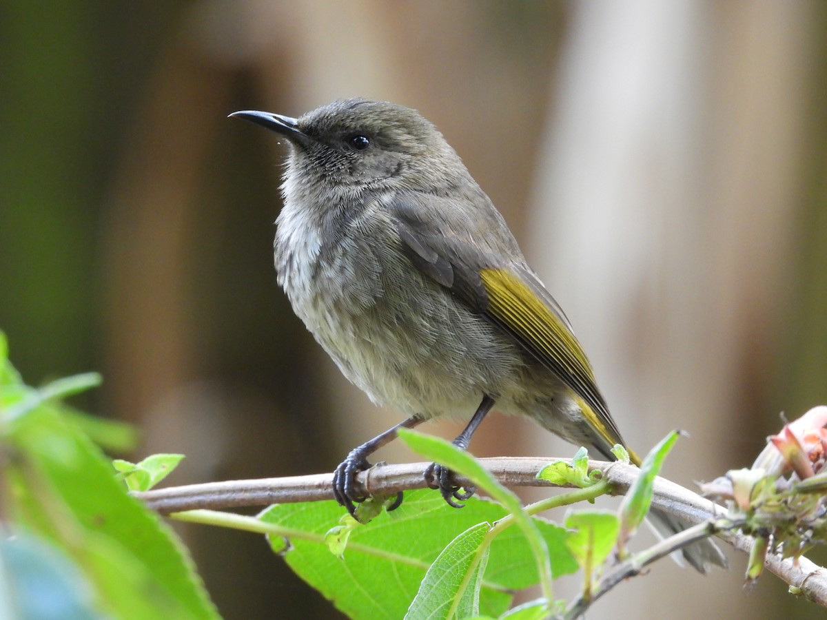 Crescent Honeyeater - ML623777307