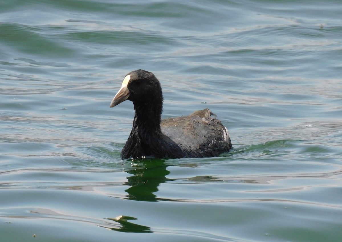 Slate-colored Coot - Luis Manuel Gómez