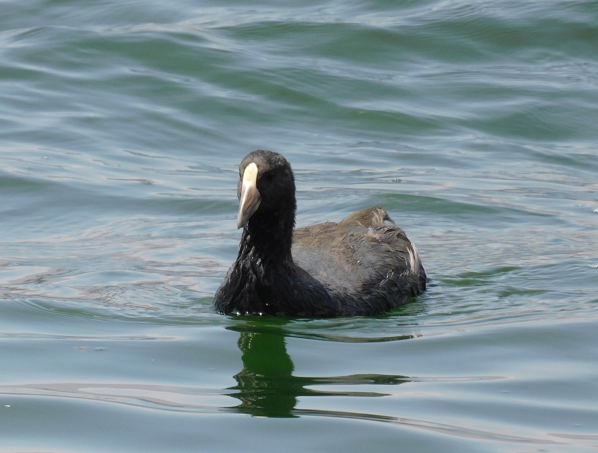 Slate-colored Coot - ML623777349