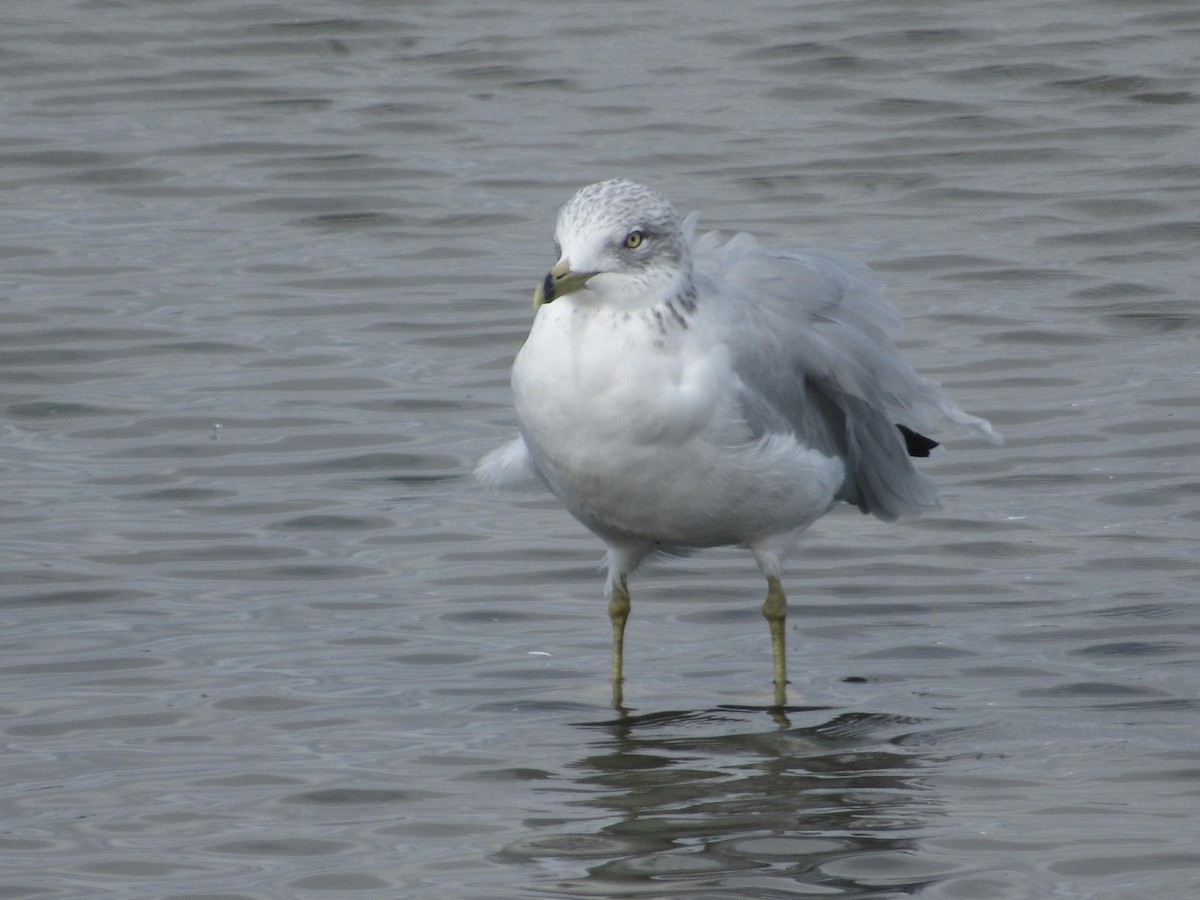 Gaviota de Delaware - ML623777351