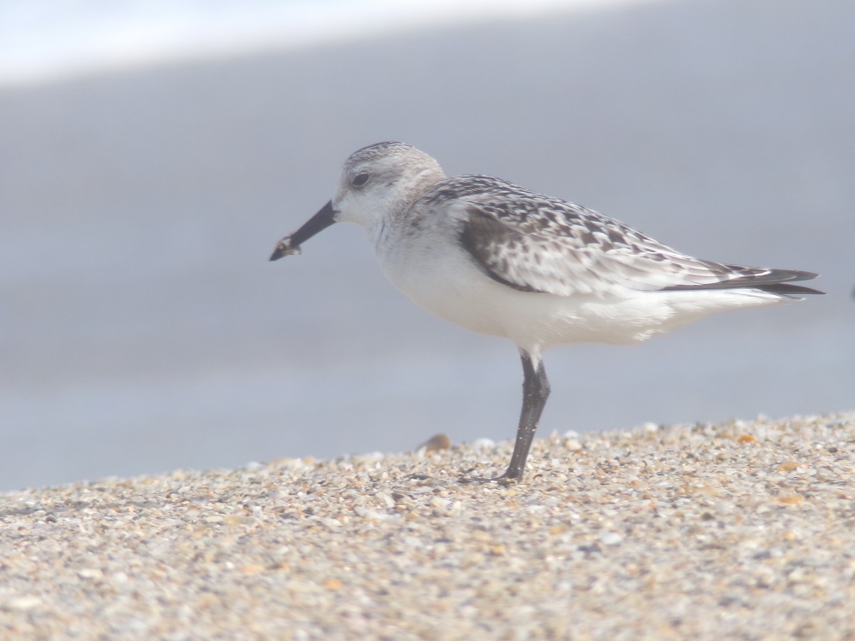 Sanderling - Vojtěch Zmeškal