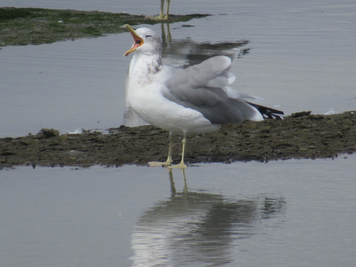 Gaviota Californiana - ML623777365