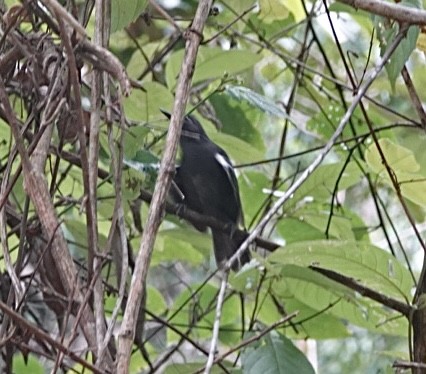 Willis's Antbird - ML623777367