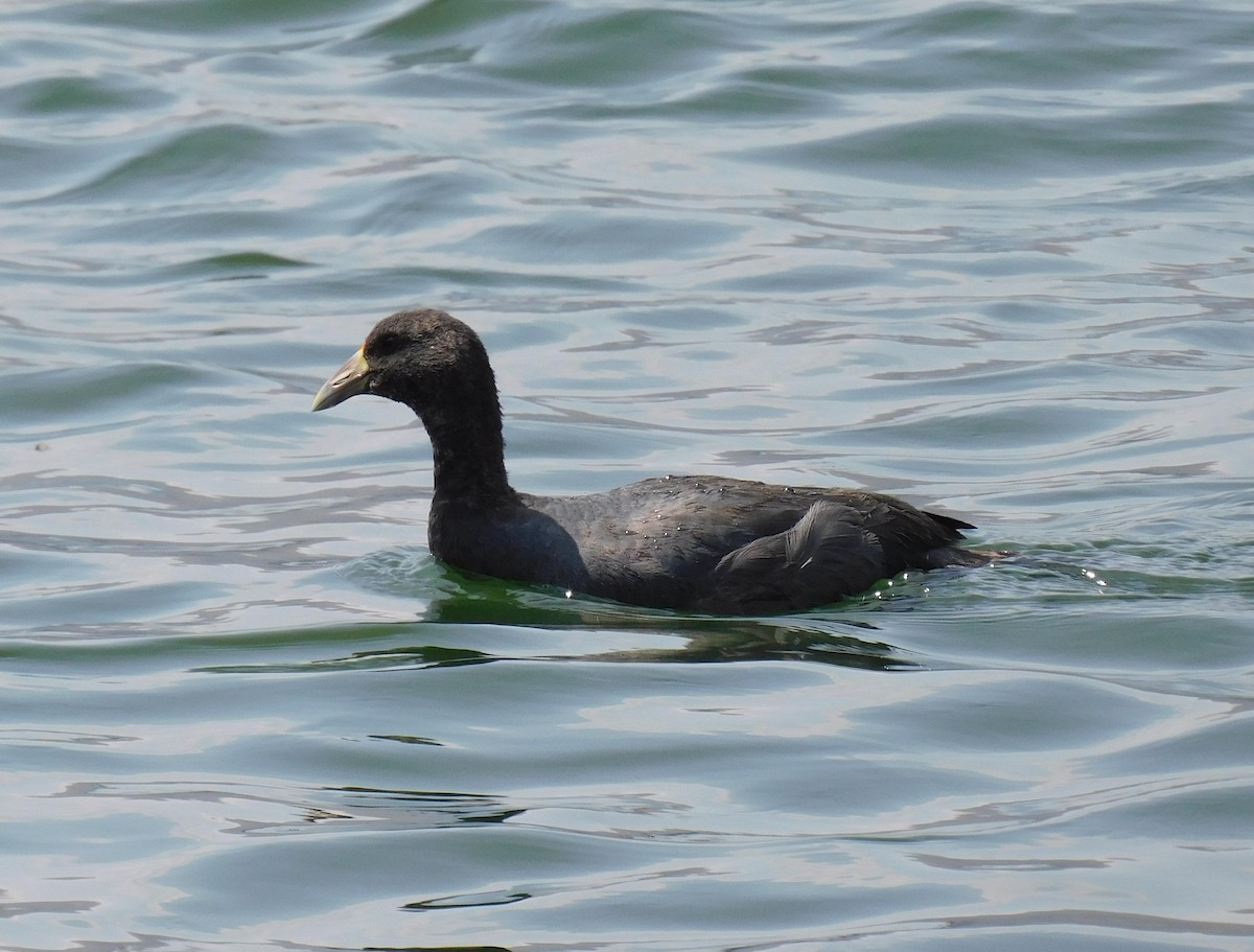 Slate-colored Coot - ML623777369