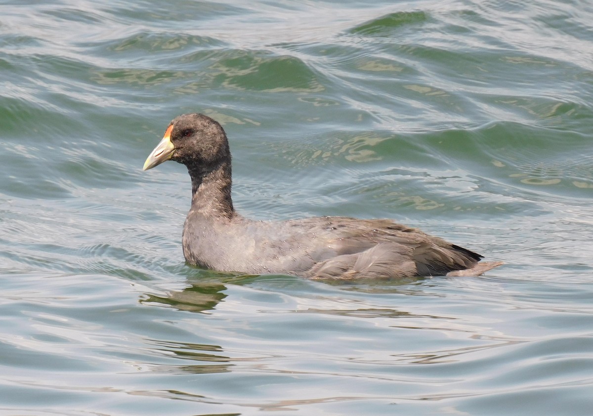 Slate-colored Coot - ML623777370