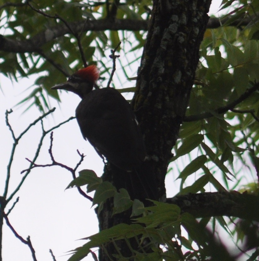Pileated Woodpecker - ML62377741