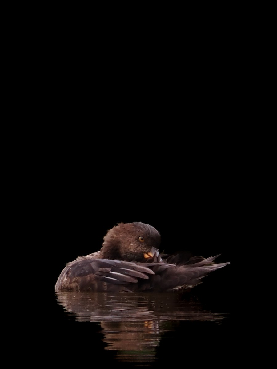 Hooded Merganser - ML623777420