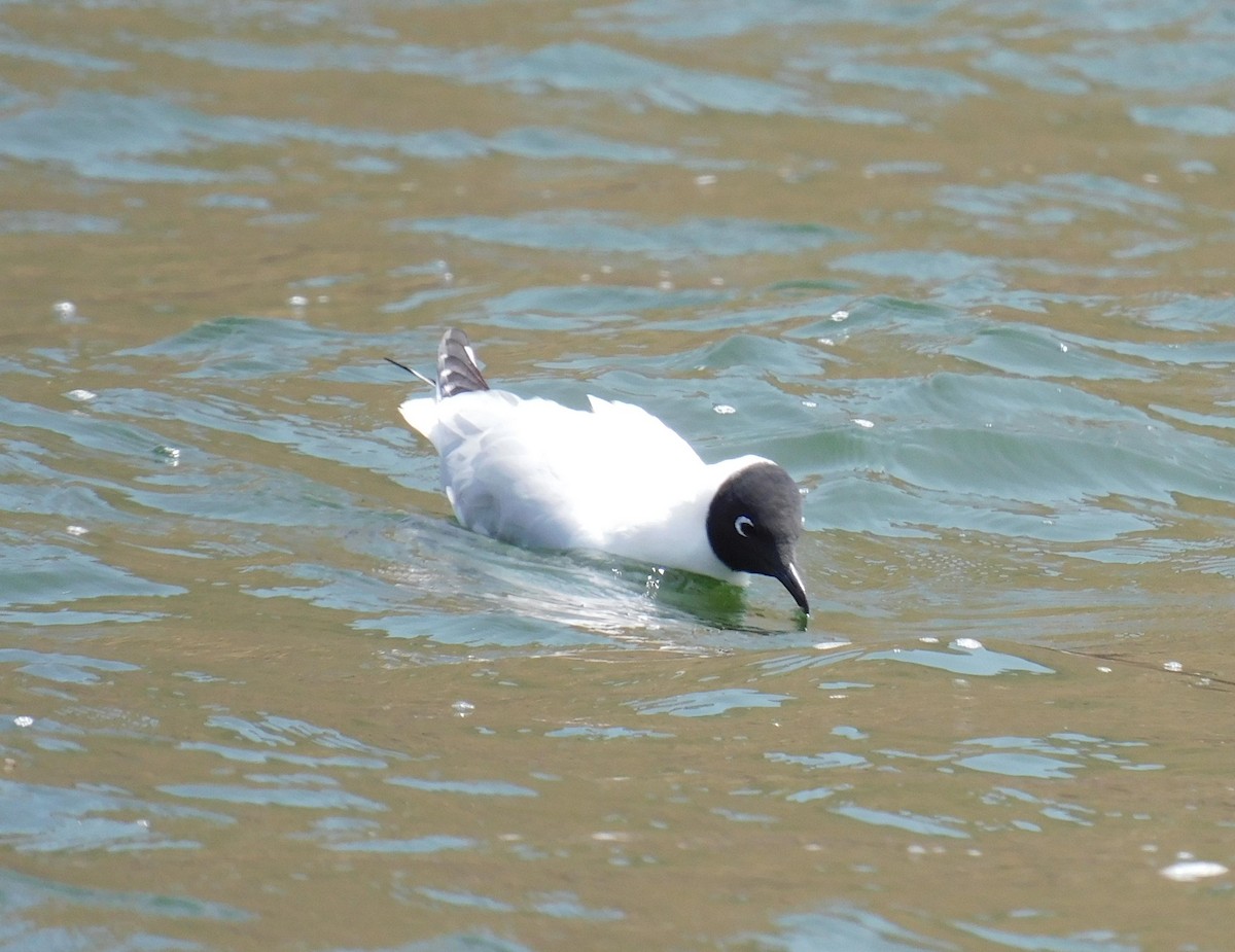 Andean Gull - Luis Manuel Gómez