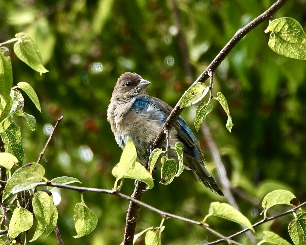 Indigo Bunting - ML623777435