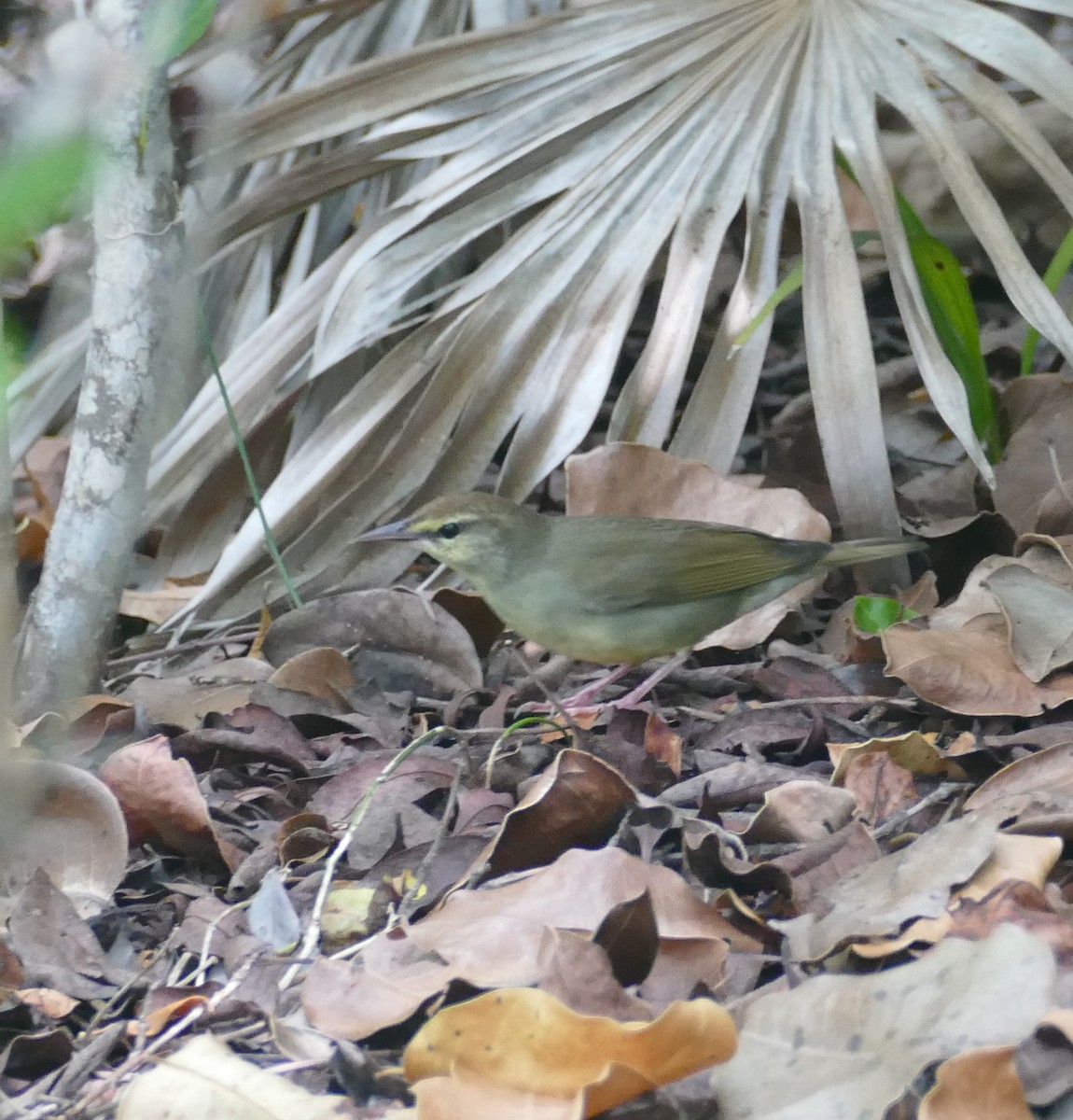 Swainson's Warbler - ML623777446