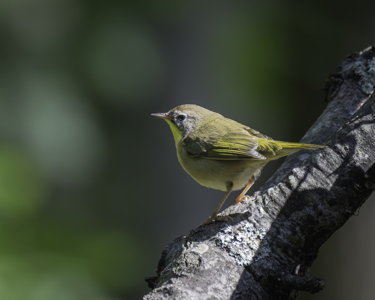 Common Yellowthroat - ML623777451