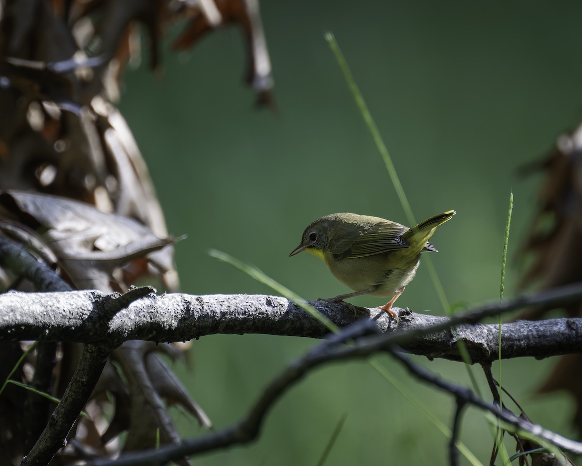 Common Yellowthroat - ML623777452