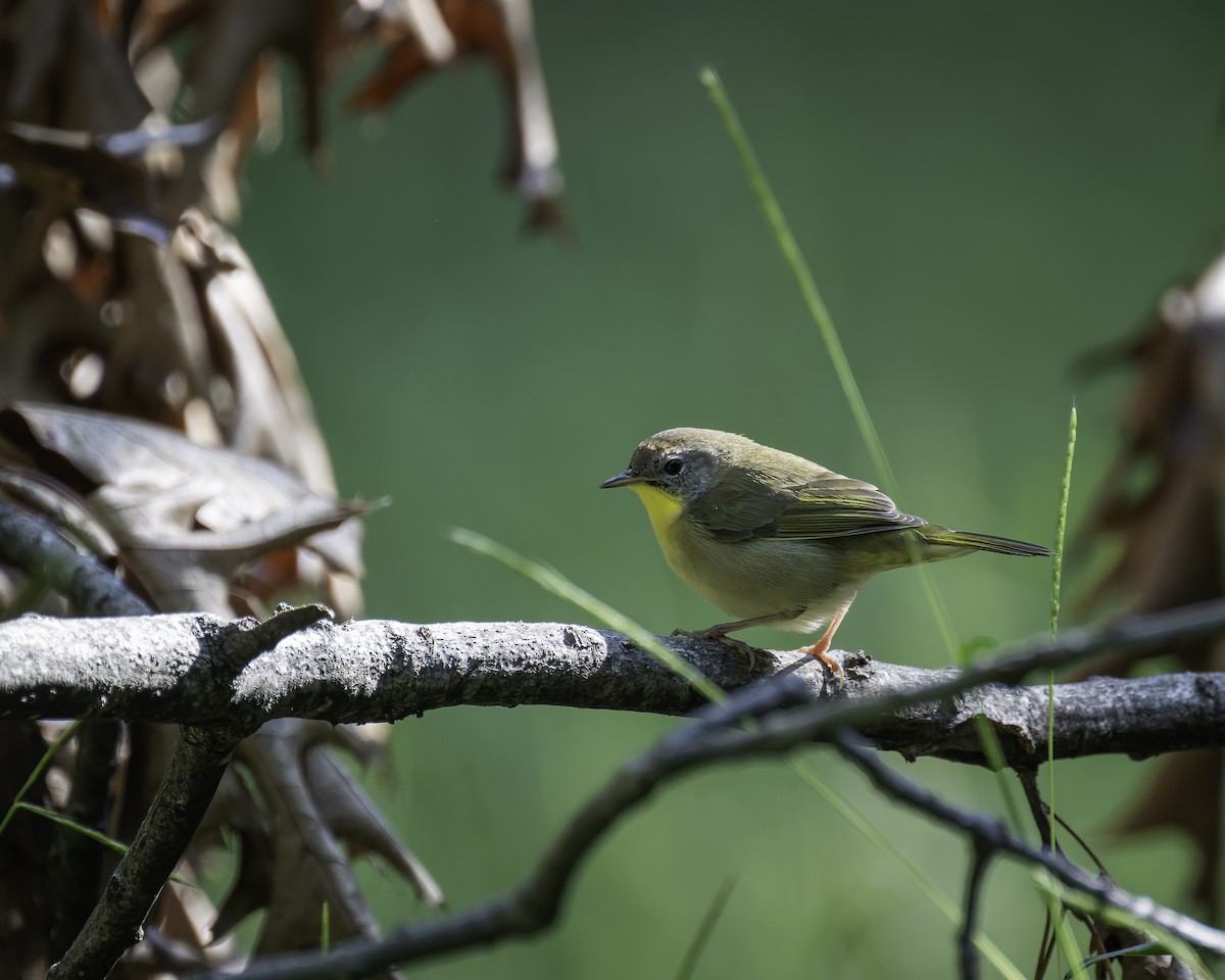 Common Yellowthroat - ML623777454