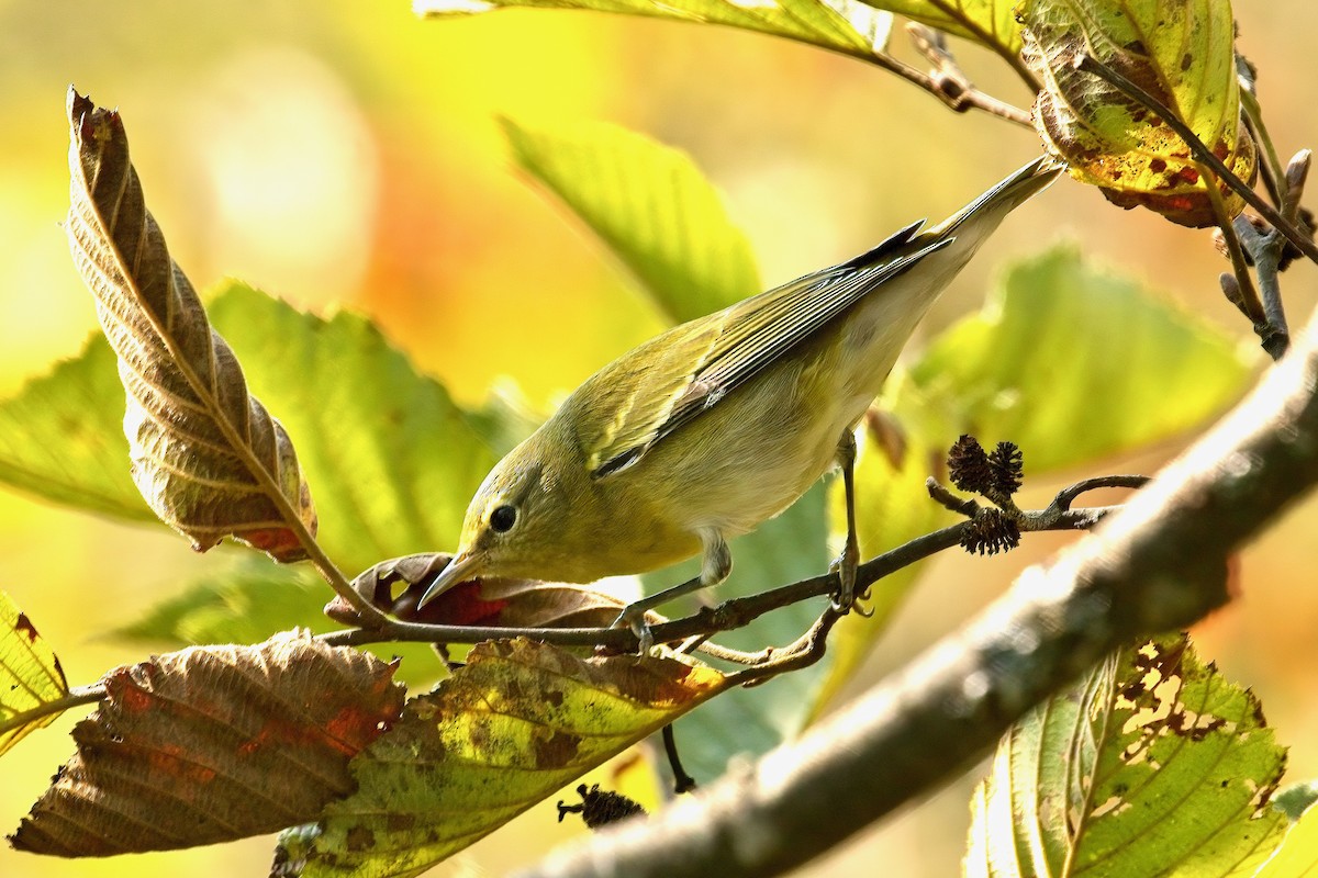 Tennessee Warbler - ML623777480
