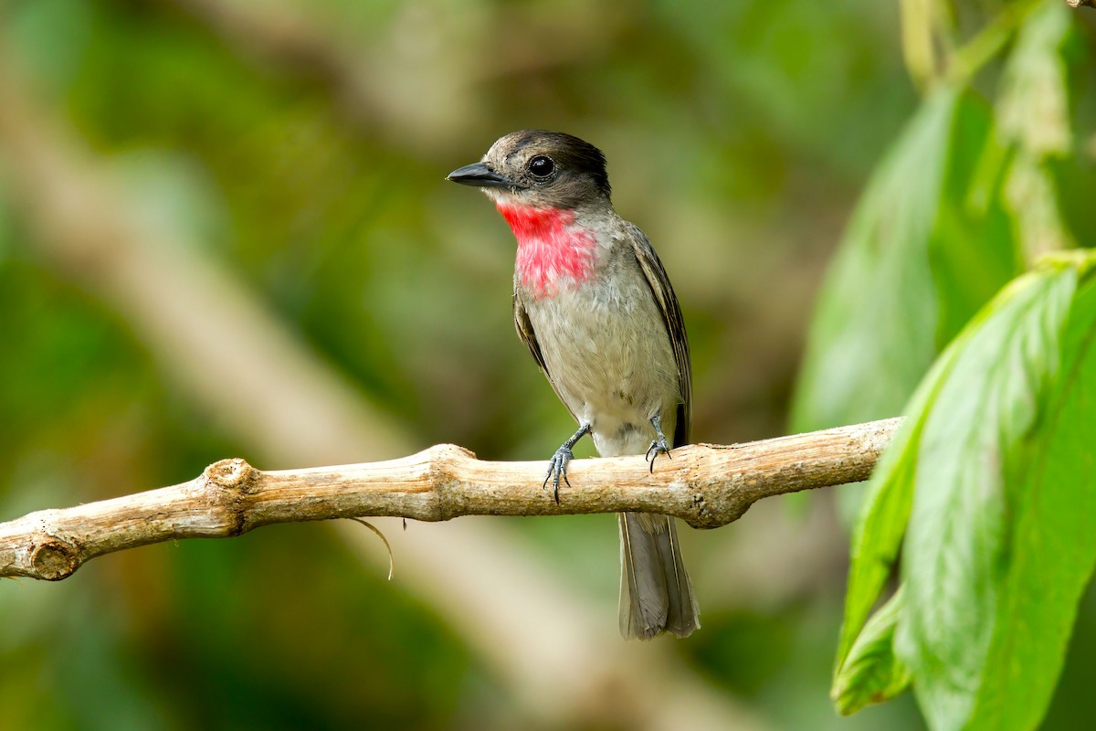 Rose-throated Becard - ML623777520