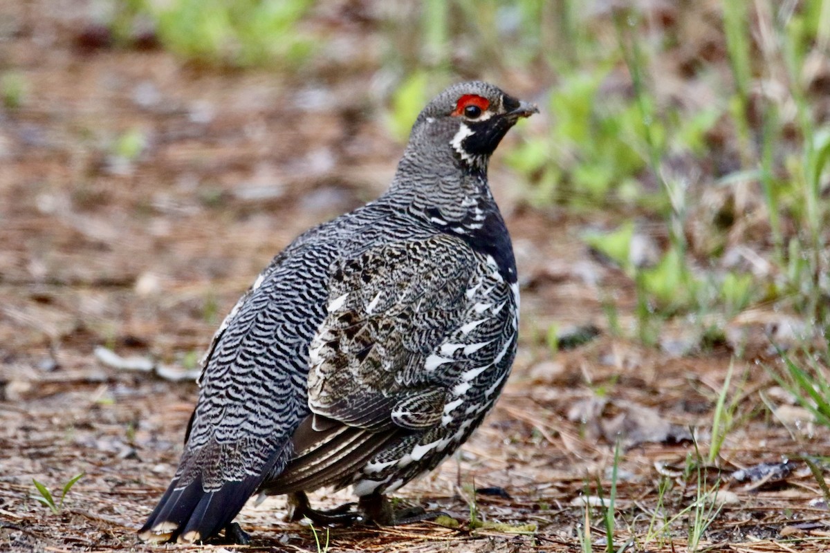 Spruce Grouse - ML623777522