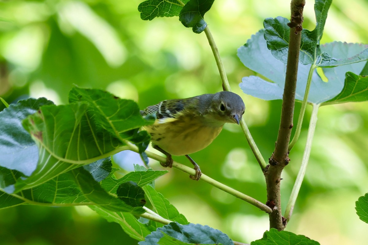 Magnolia Warbler - ML623777534