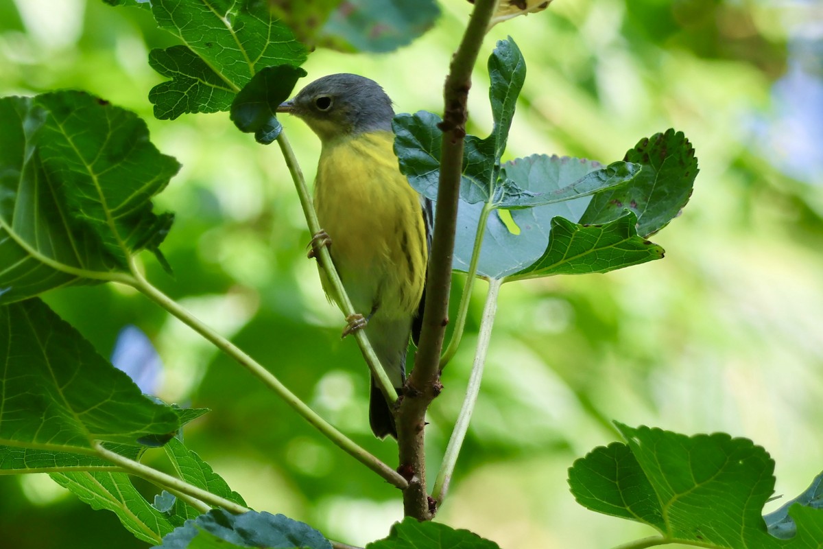 Magnolia Warbler - ML623777535