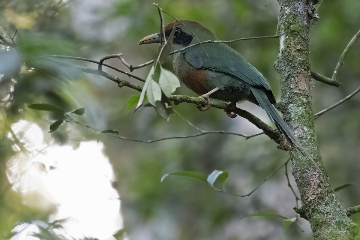 Rufous-capped Motmot - ML623777551