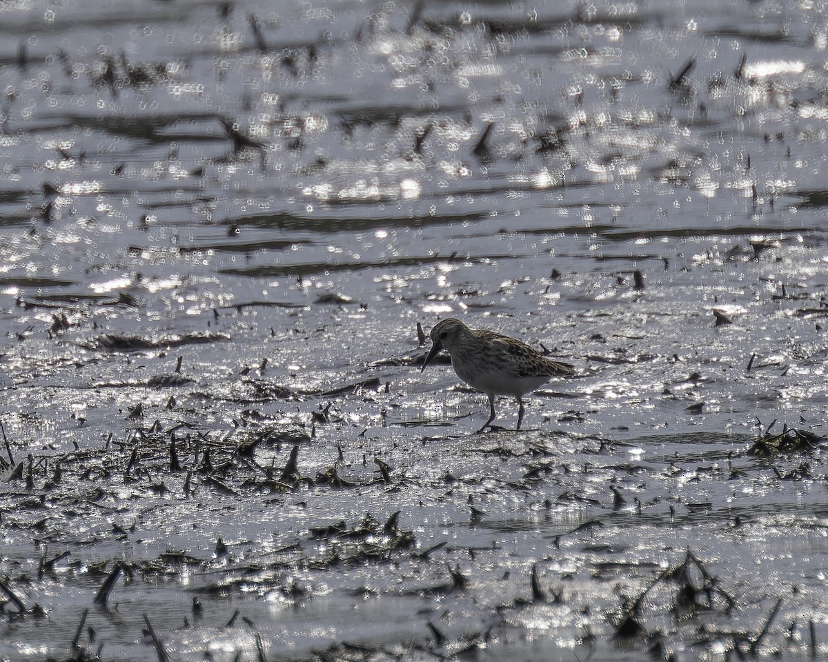 Western Sandpiper - ML623777579