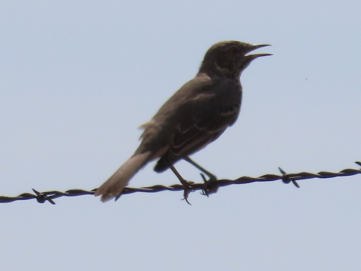 Sage Thrasher - ML623777584