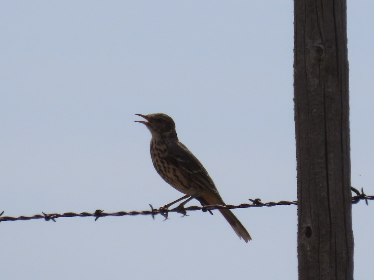 Sage Thrasher - ML623777585