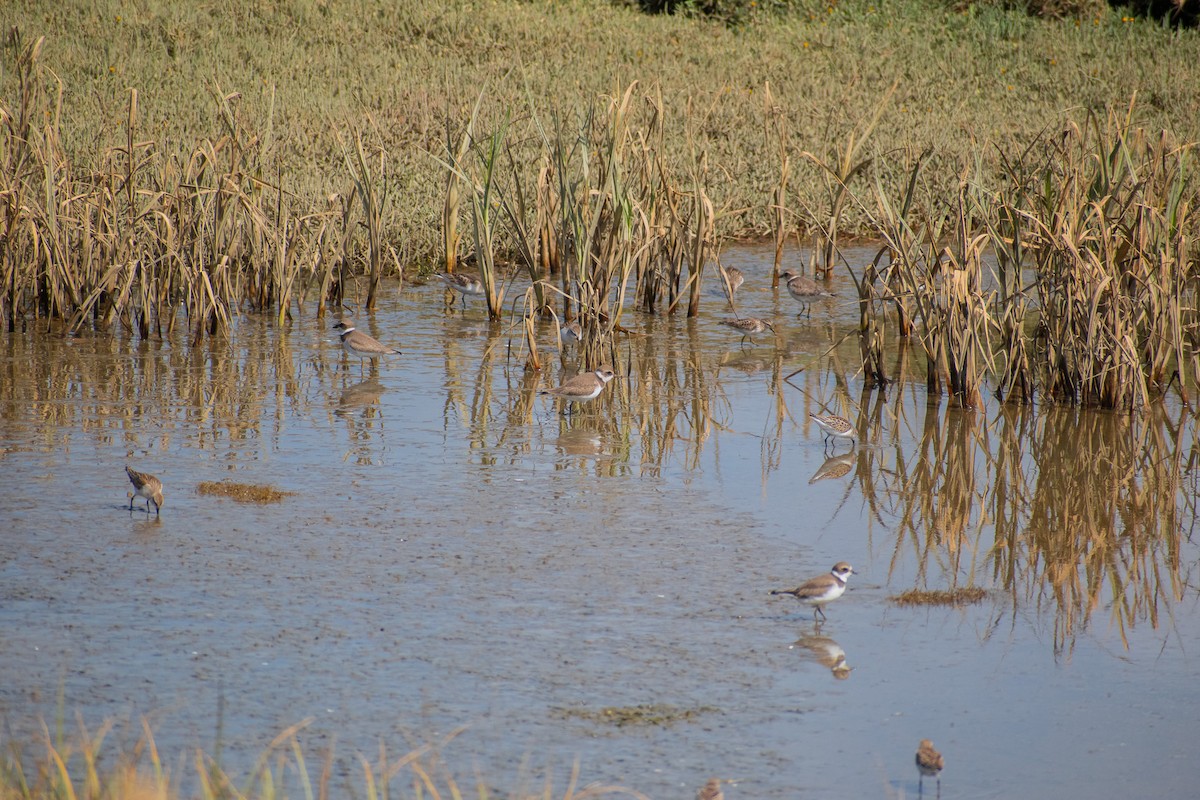 Semipalmated Plover - ML623777603