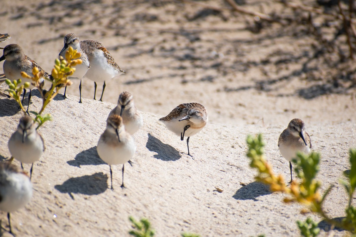 Western Sandpiper - ML623777636