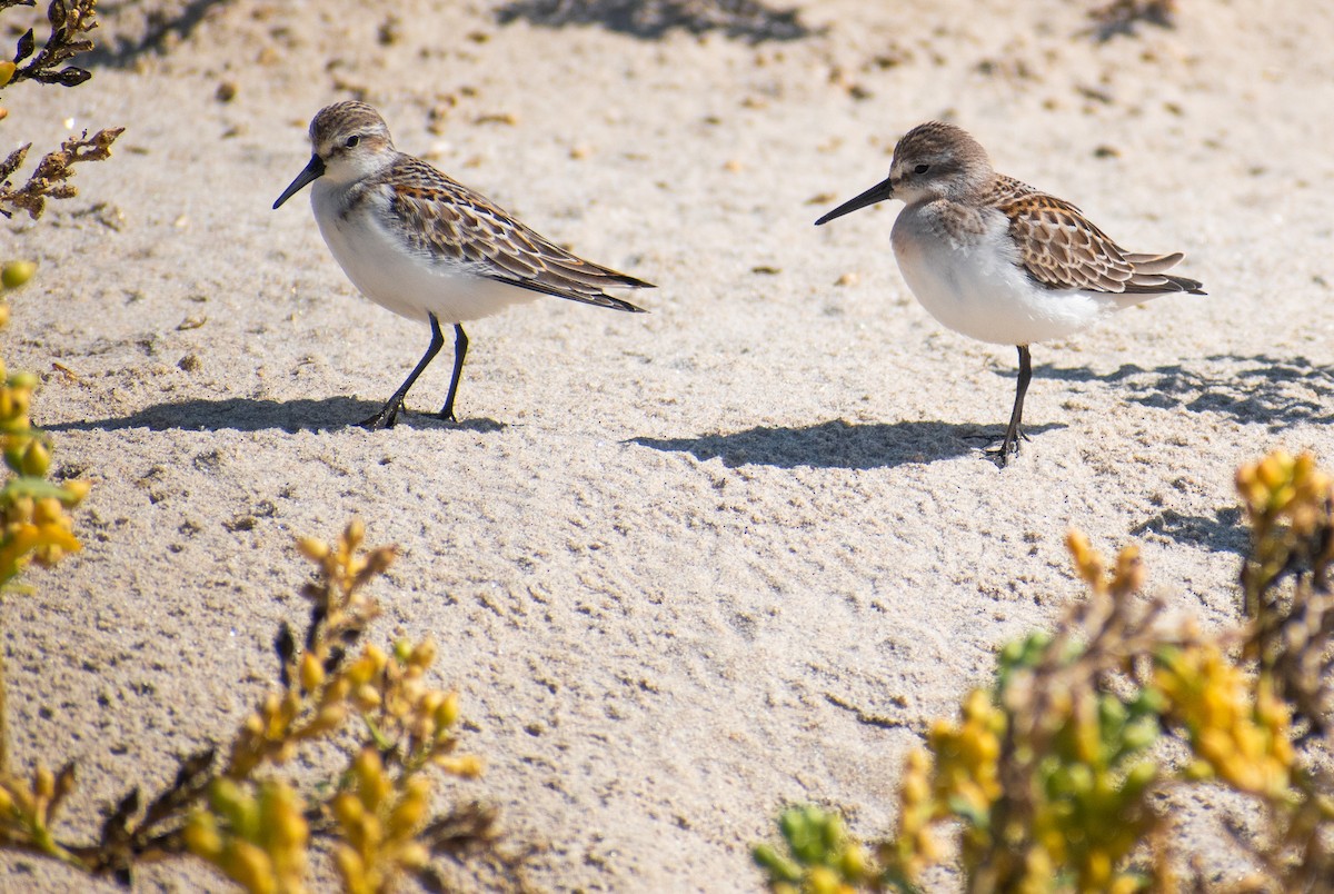 Western Sandpiper - ML623777637