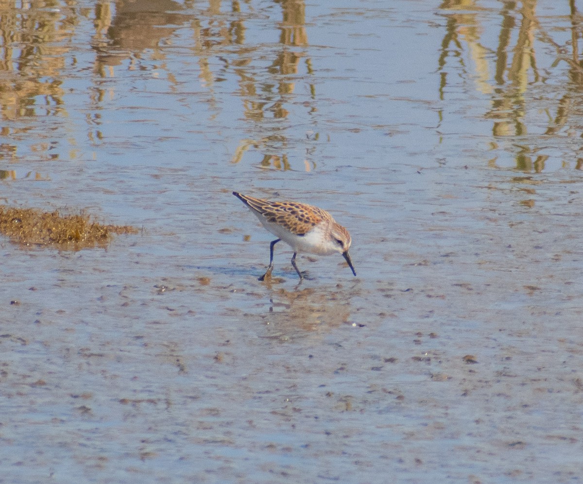 Western Sandpiper - ML623777639