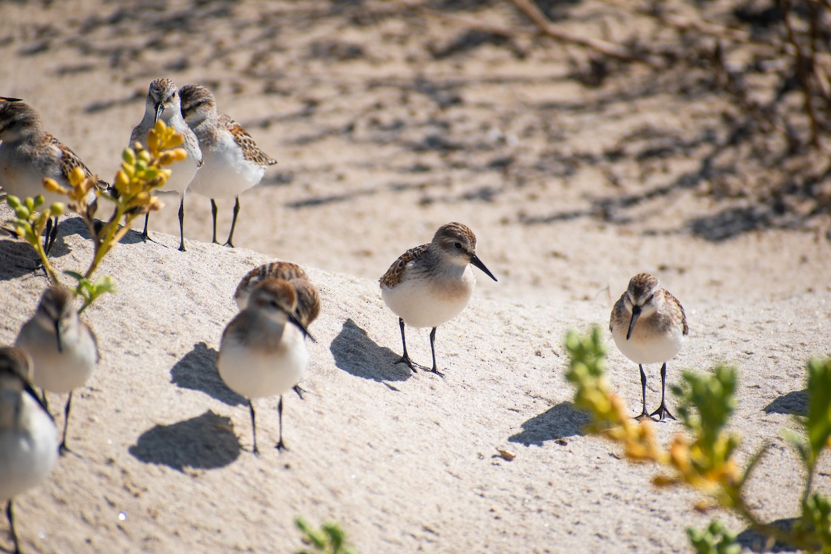 Western Sandpiper - ML623777641