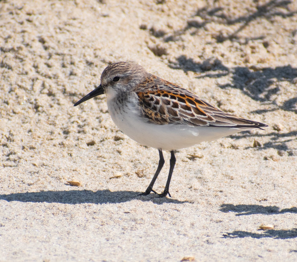 Western Sandpiper - John Samuelson