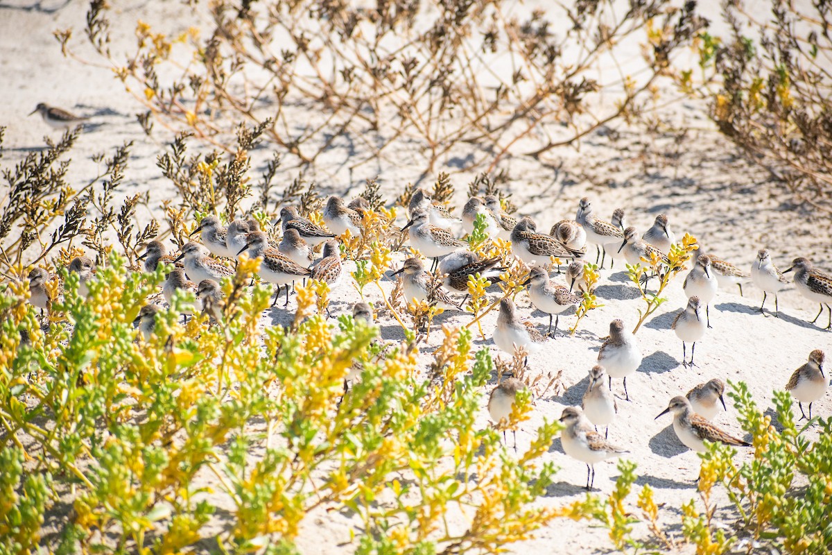 Western Sandpiper - ML623777643