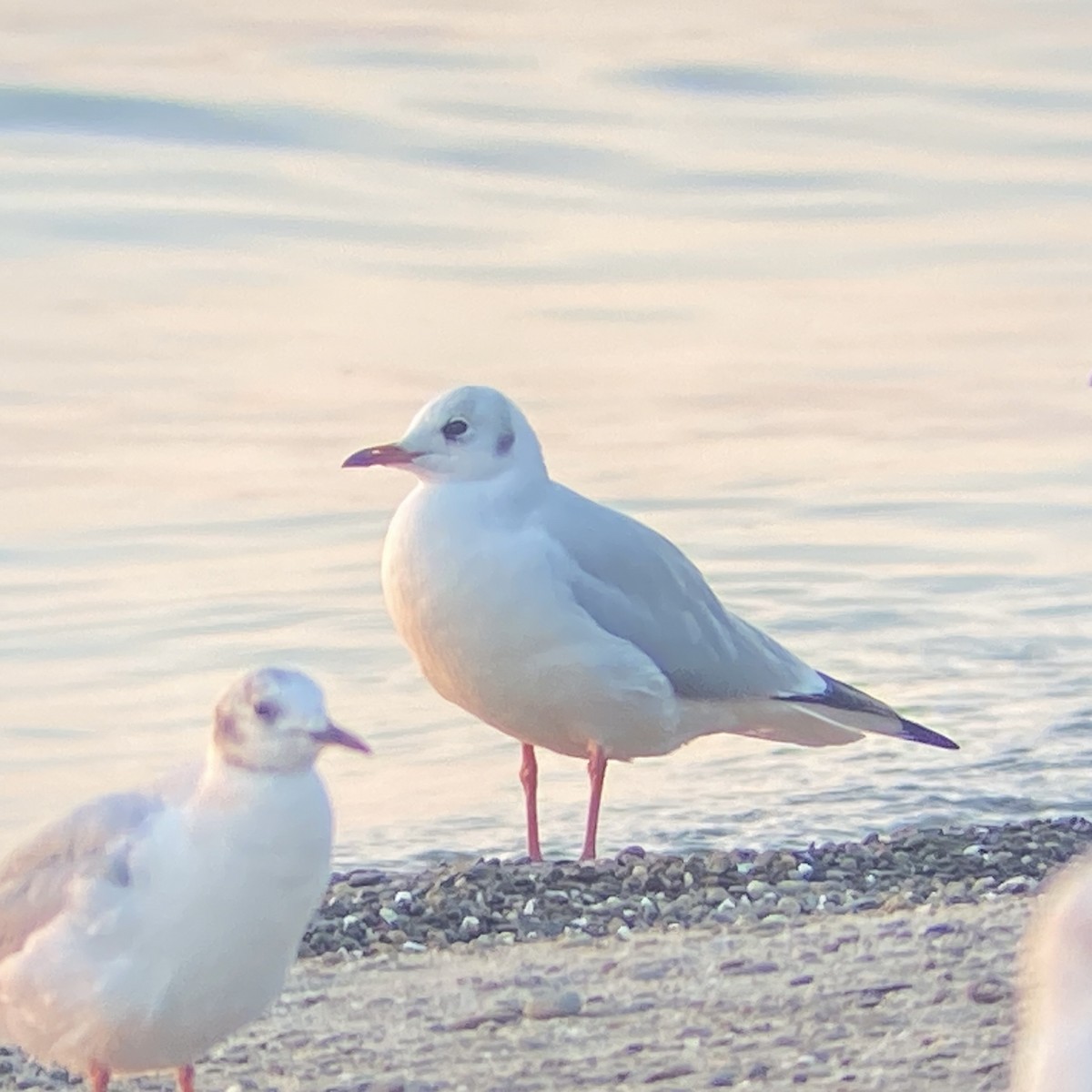 Black-headed Gull - Thomas Mudd