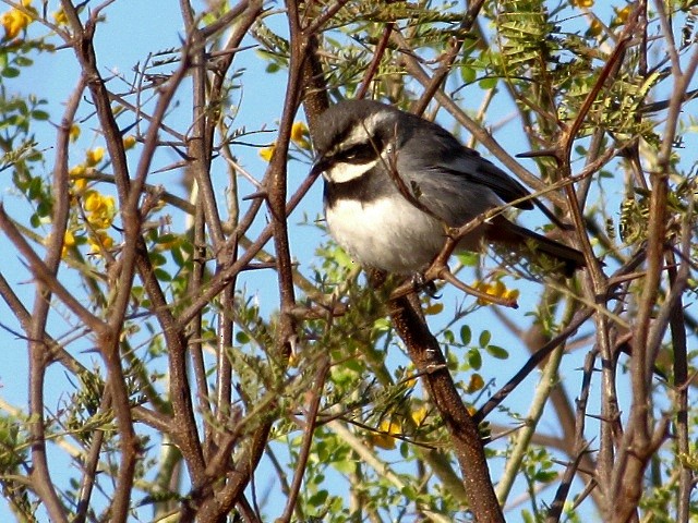 Ringed Warbling Finch - ML623777652