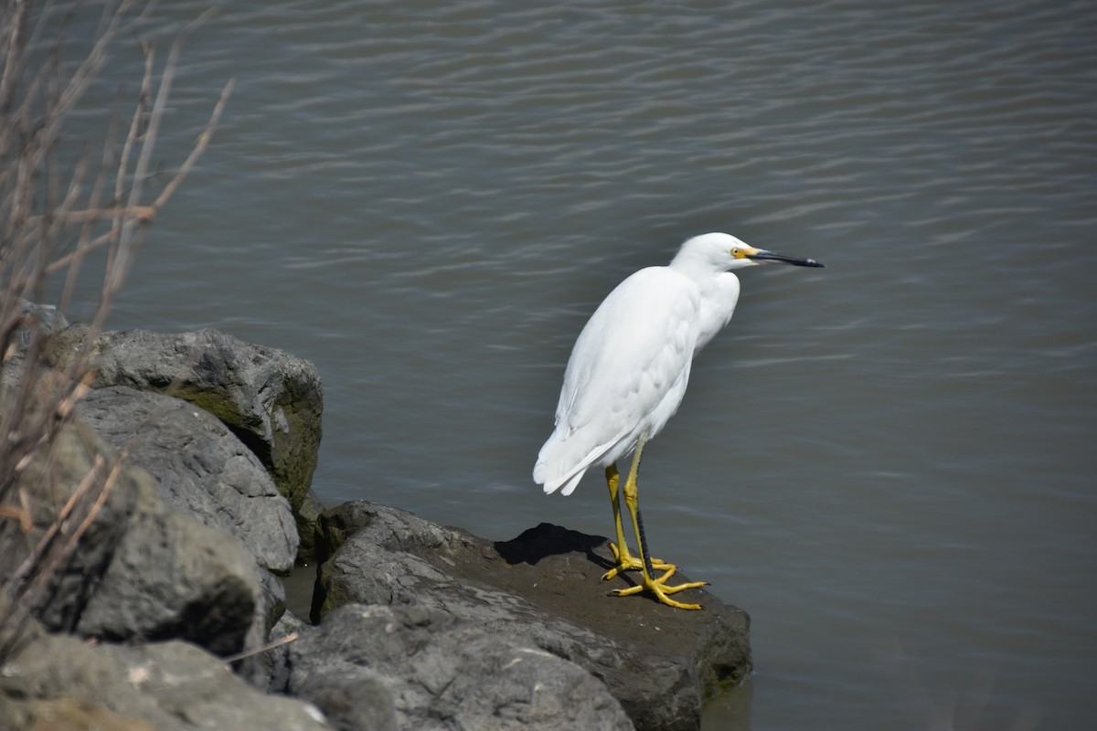 Snowy Egret - ML623777664