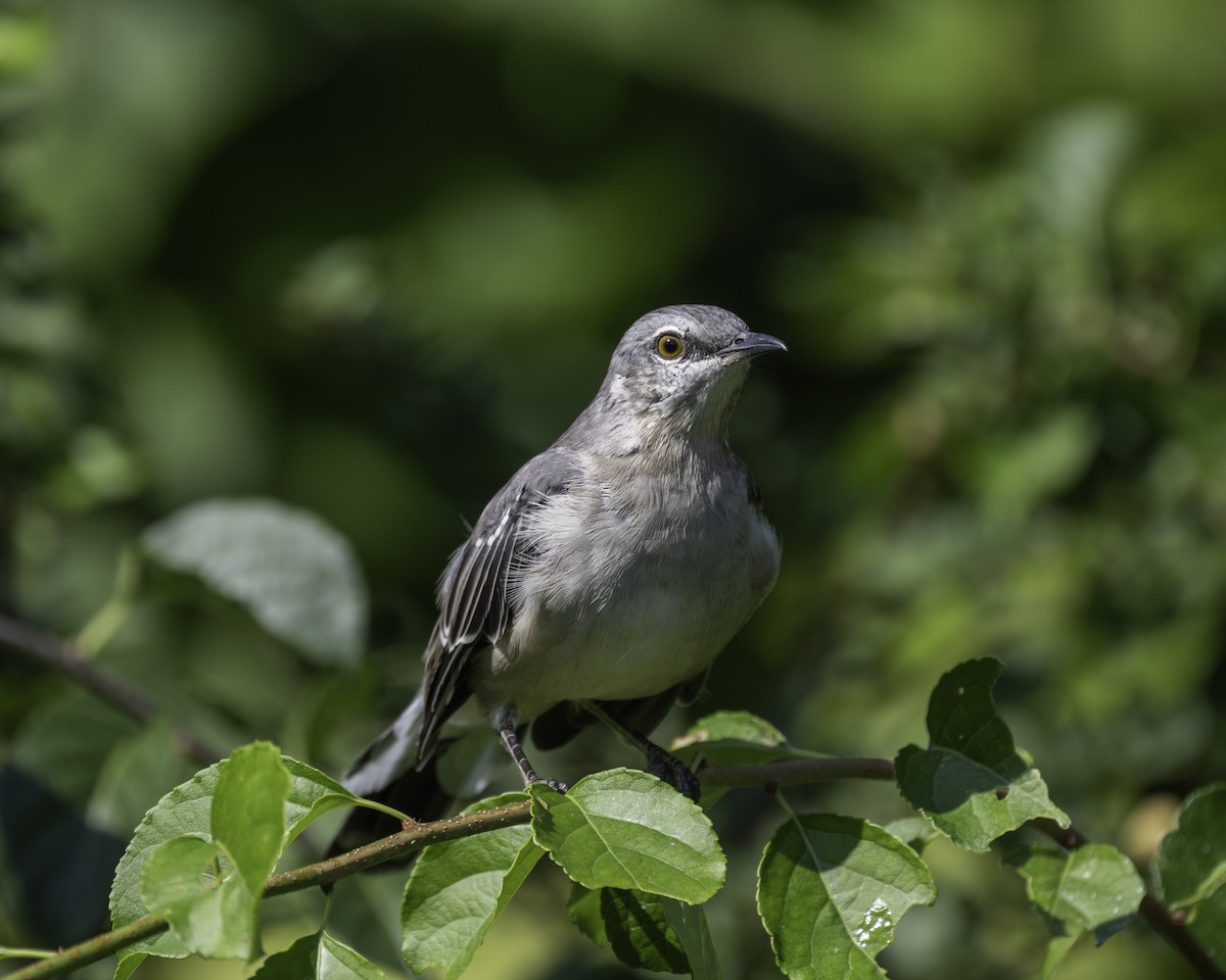 Northern Mockingbird - ML623777676