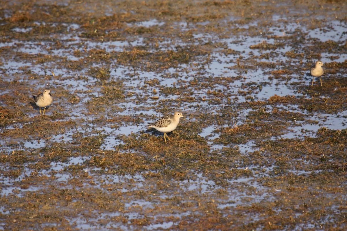 Buff-breasted Sandpiper - Greg Page