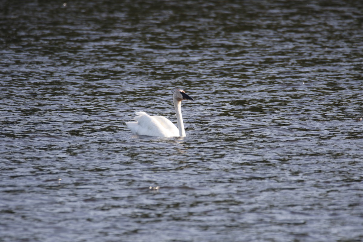 Trumpeter Swan - ML623777683