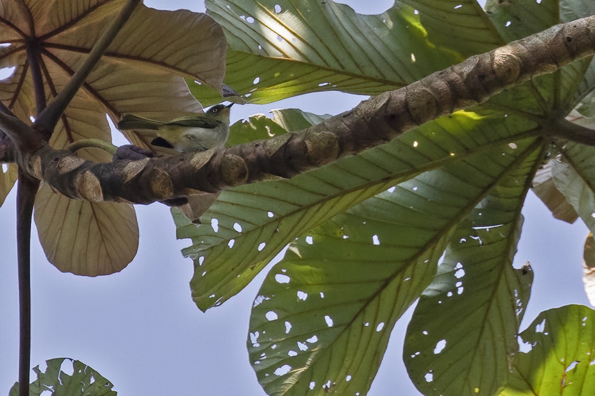 Bay-ringed Tyrannulet - ML623777691